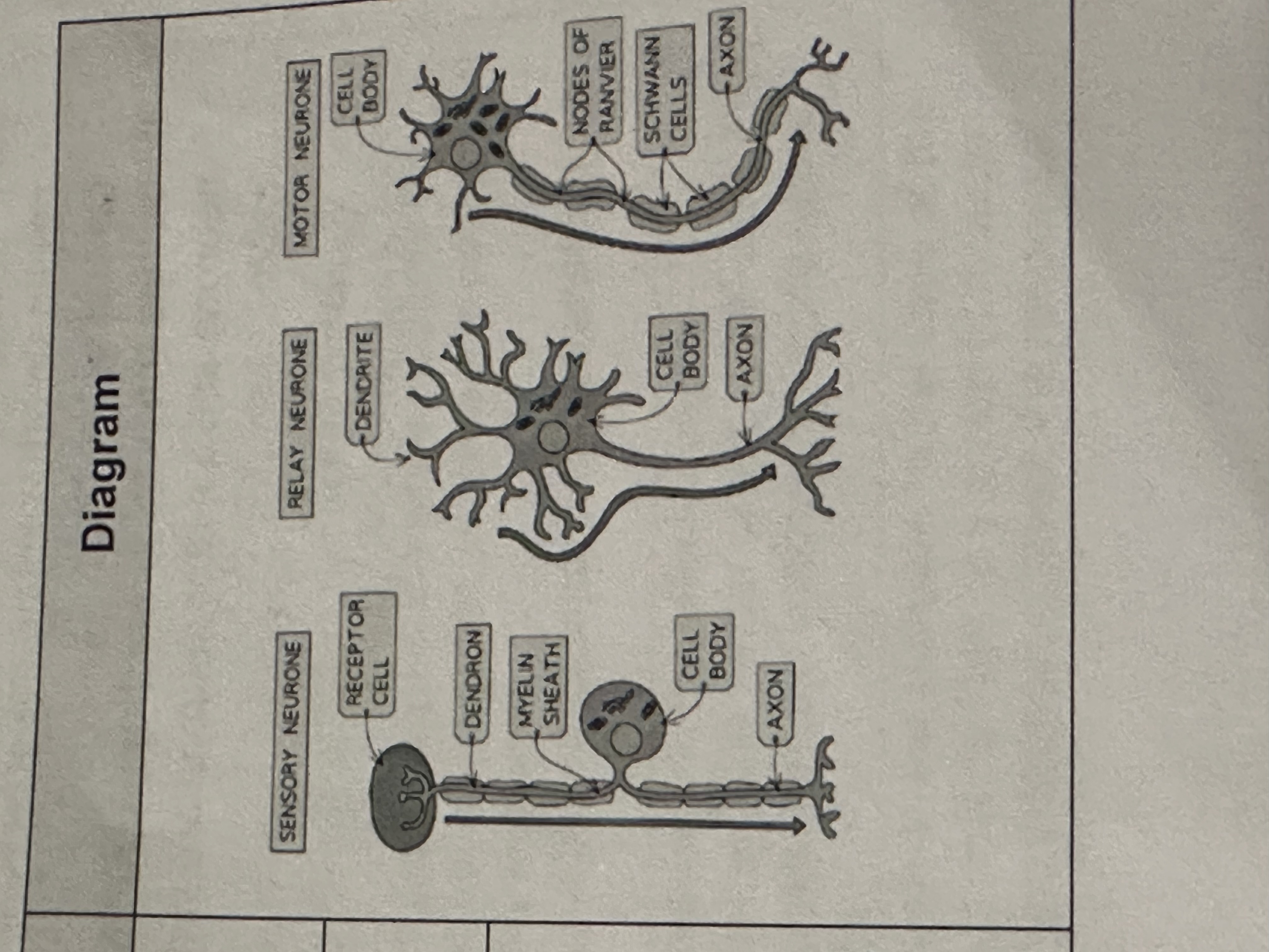 <p>Sensory- Carry impulses from receptors to the brain and spinal cord in CNS</p><p>Relay-Found entirely within the CNS and connect sensory and motor neurones</p><p>Motor-Carry impulses from the CNS to effector muscles or glands</p>