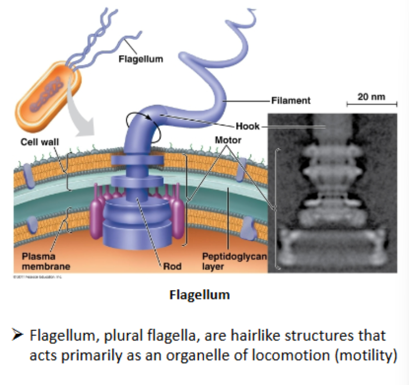 <p>-many are capable of movement (motility)</p><p>-taxis=movement directed toward or away from (+ or -) stimulus </p><p>-chemotaxis: chemical</p><p>-phototaxis: light</p><p>-geotaxis/magnetotaxis: gravity, towards something </p>