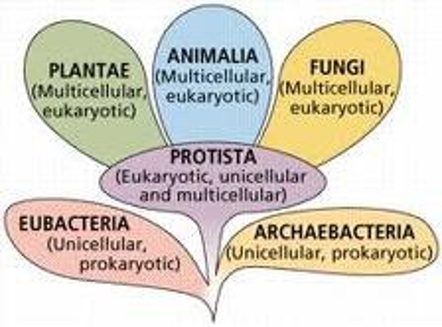 <p>Archaebacteria, Eubacteria, Protista, Fungi, Plantae, Animalia</p>