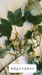 Acer pseudoplatanus