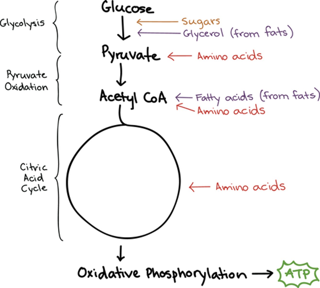 <p>(D) I, II, and III</p><p>Sugars, proteins, and fats can all be interconverted into acetyl-CoA, which can then enter the Kreb's cycle and generate energy. Acetyl-CoA connects many of the metabolic pathways together, making it a very important intermediate.</p><p>Struggling to memorize the metabolic pathways (such as glycolysis and beta-oxidation)? Learn them like the back of your hand using Andrew's Metabolic Pathways Mastery Course @ https://mcatselfprep.com/course/andrews-metabolic-pathways-mastery-course/</p>