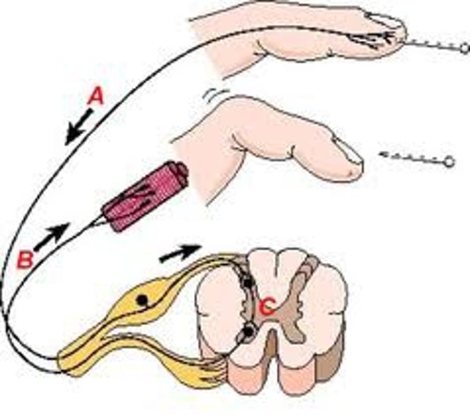 <p>a simple, automatic response to a sensory stimulus, such as the knee-jerk response.</p>
