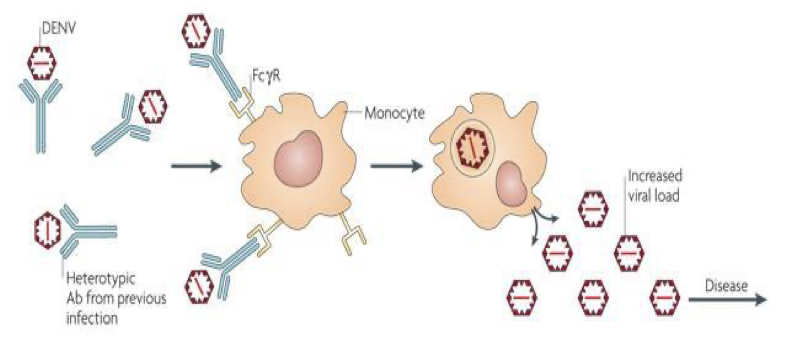 <p>Certain pathogens induce strong immune responses but have</p><p>evolved strategies to escape killing</p><p><span data-name="black_medium_square" data-type="emoji">◼</span> Persistence of infection results from ability to survive</p><p><span data-name="black_medium_square" data-type="emoji">◼</span> Infection with a second serotype (different than the original) or a</p><p>different virus can worsen the course of the disease because of the</p><p>antibodies raised against the first serotype</p><p><span data-name="black_medium_square" data-type="emoji">◼</span> Bottom line strategy: “Antibodies as a Trojan horse” to generate a strong secondary infection (Fc receptors on the phagocytic cells interact with the Fc part of the antibodies)</p>