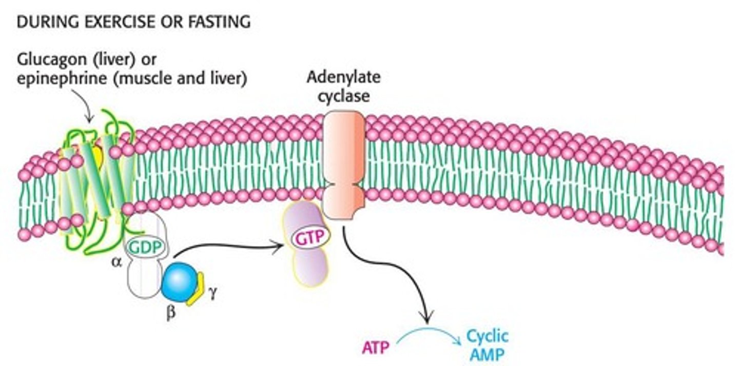 <p>Adenylyl cyclase converts ATP to cyclic AMP, which activates protein kinase A (PKA).</p>
