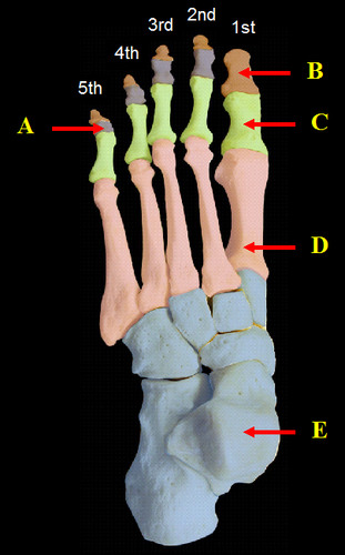 bones of the foot 
distales (top)
mediae (under top, above middle) 
promixales (just above middle)
metastari (middle, larger part)
ossa tarsi (bottom, right under middle)