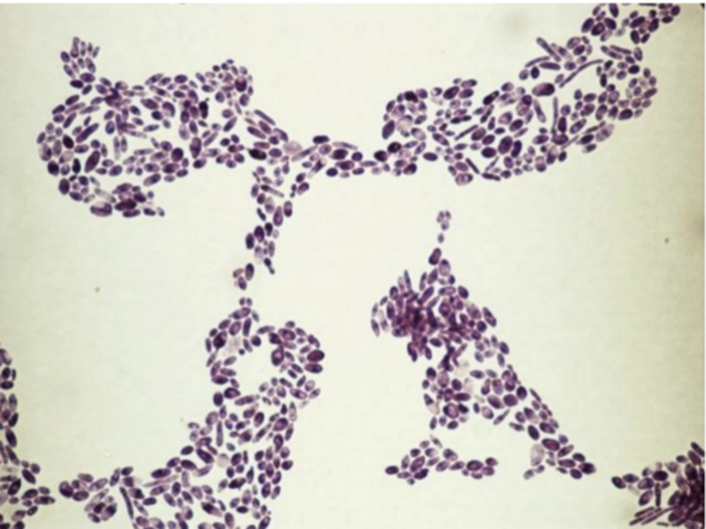 <p>Saccharomyces</p>