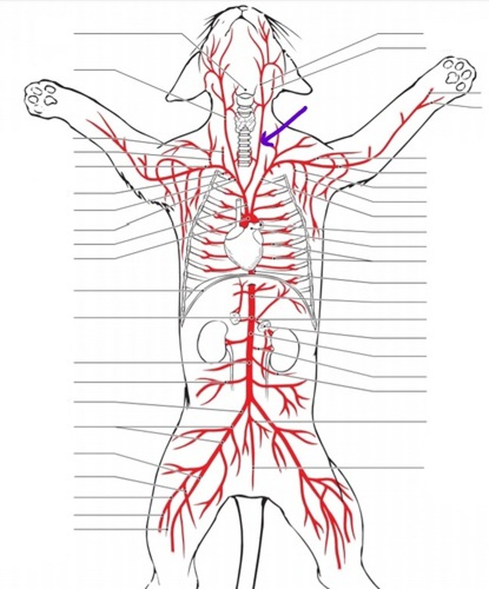 <p>identify the artery</p>