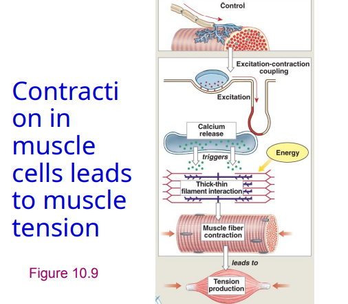 <p>Contraction in muscle cells leads to muscle _____</p>
