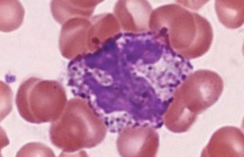 <p>Basophils</p>