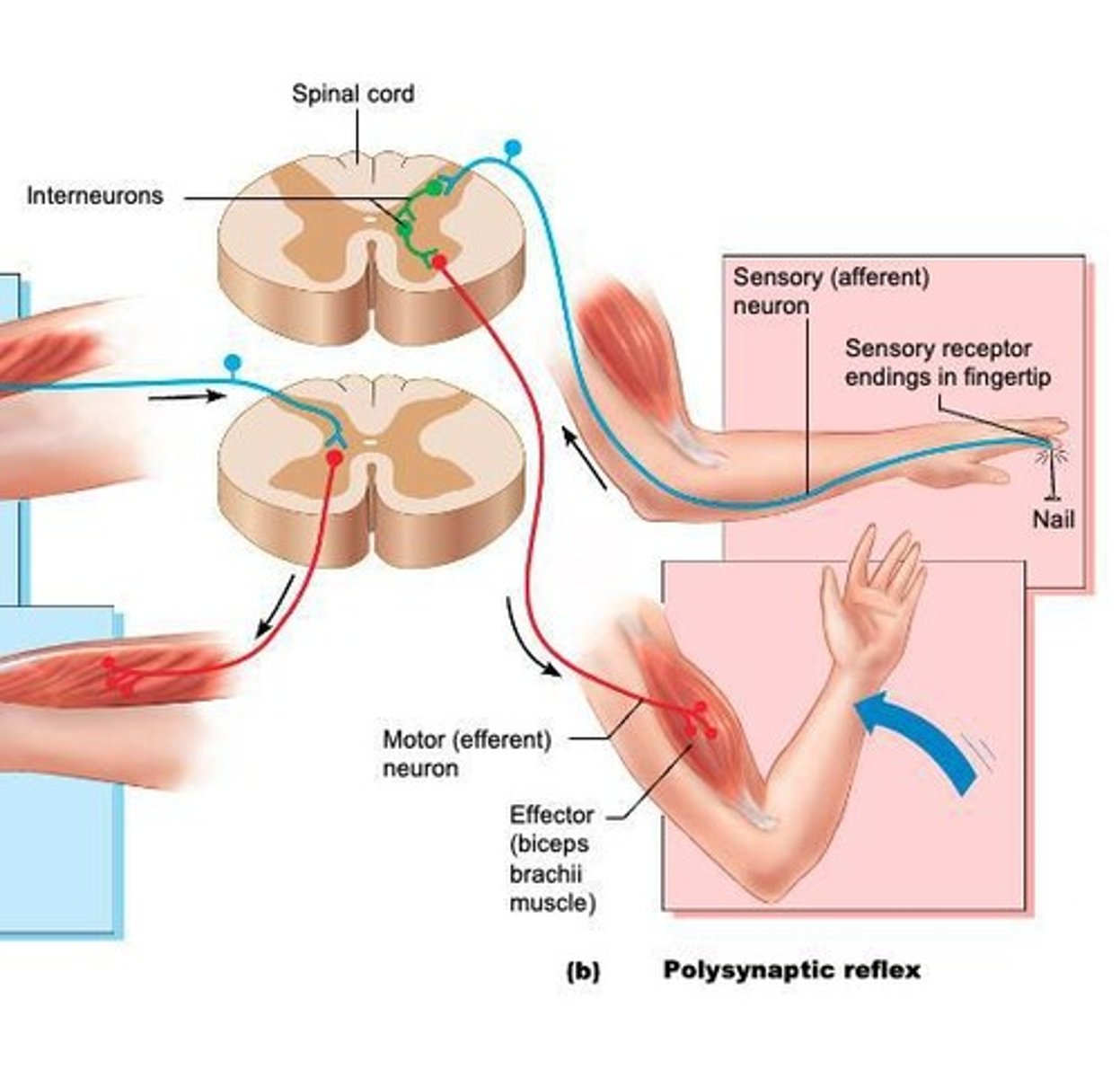<p>Utilizes sensory and motor neurons connected by interneurons.</p>