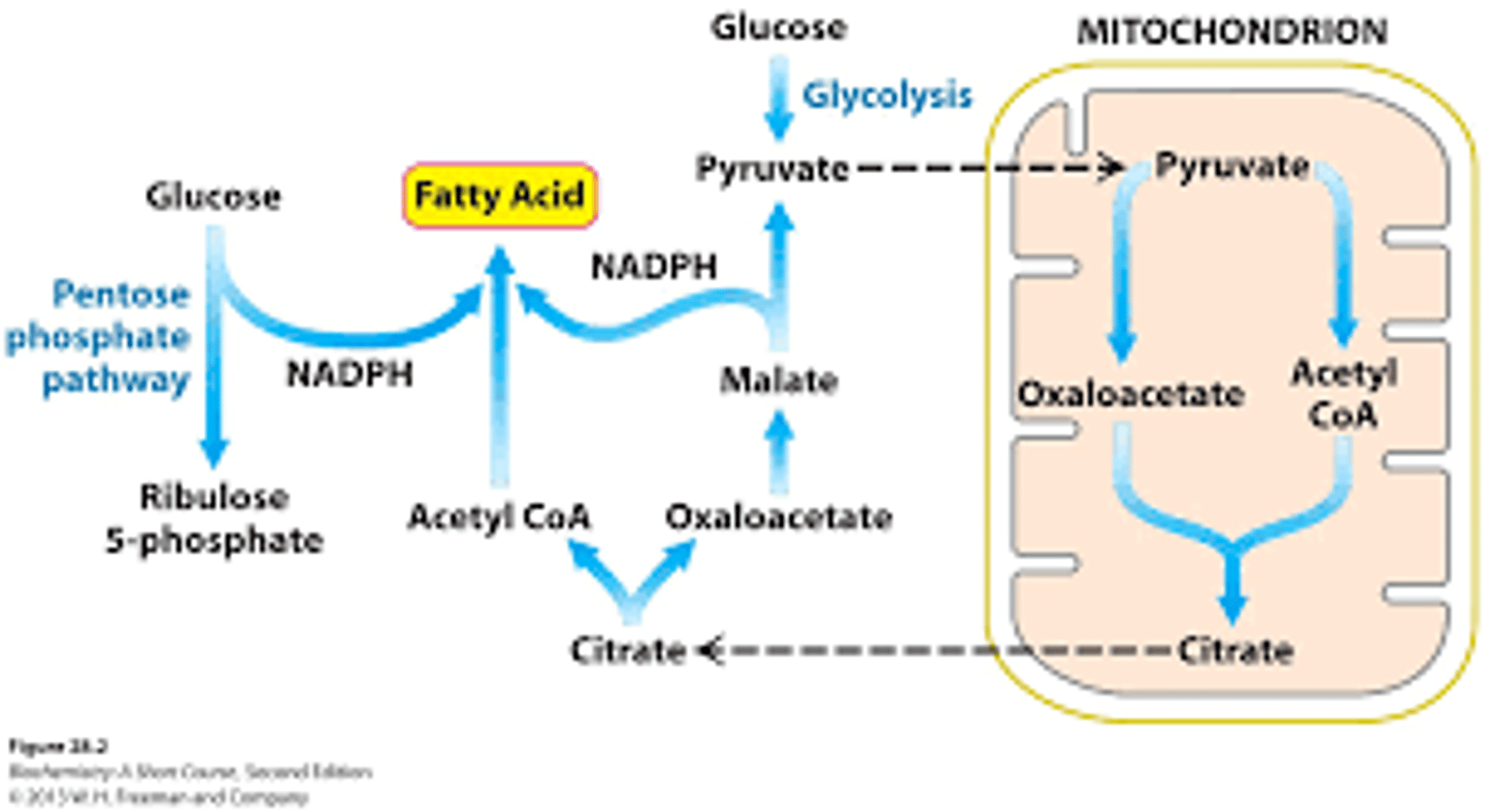 <p>The pyruvate dehydrogenase reaction produces acetyl-CoA which is used to build up fatty acids. If there is already a high level of fatty acids, the cell will try and decrease the level of acetyl-CoA by inhibiting pyruvate dehydrogenase.</p>