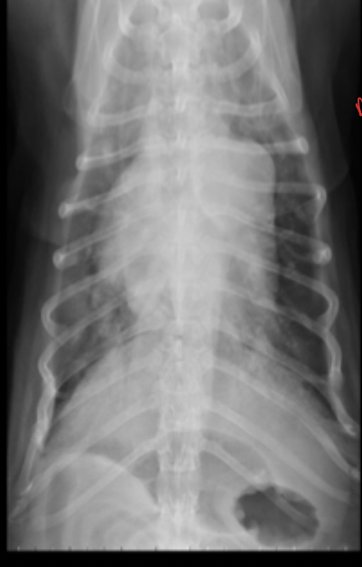 <p>What part of the heart is enlarged in this radiograph?</p>