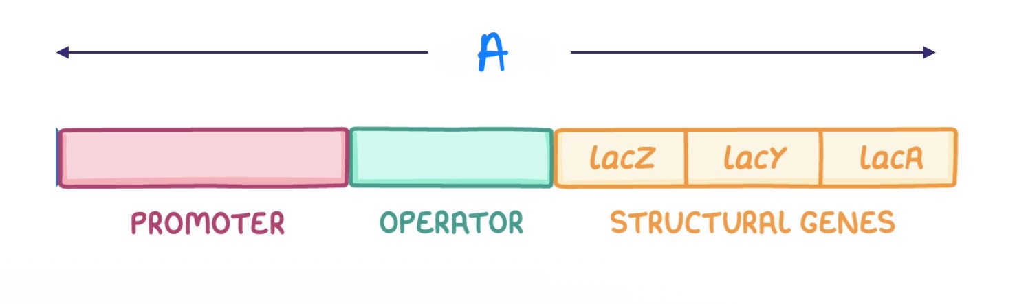 <p>“A” is the -</p>