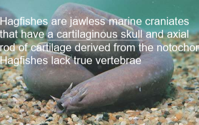 <p>They have a <strong>skull that contains the brain</strong>.</p>