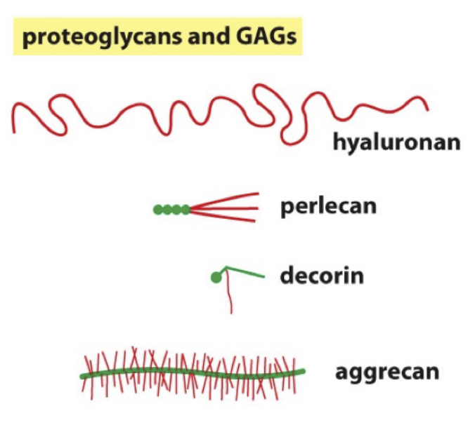 <p>Function together as a protoglycan or isolated GAG molecule. Consists of: </p><p>Hyaluronan (only a gag)</p><p>Perlecan </p><p>Decorin </p><p>Aggrecan </p>