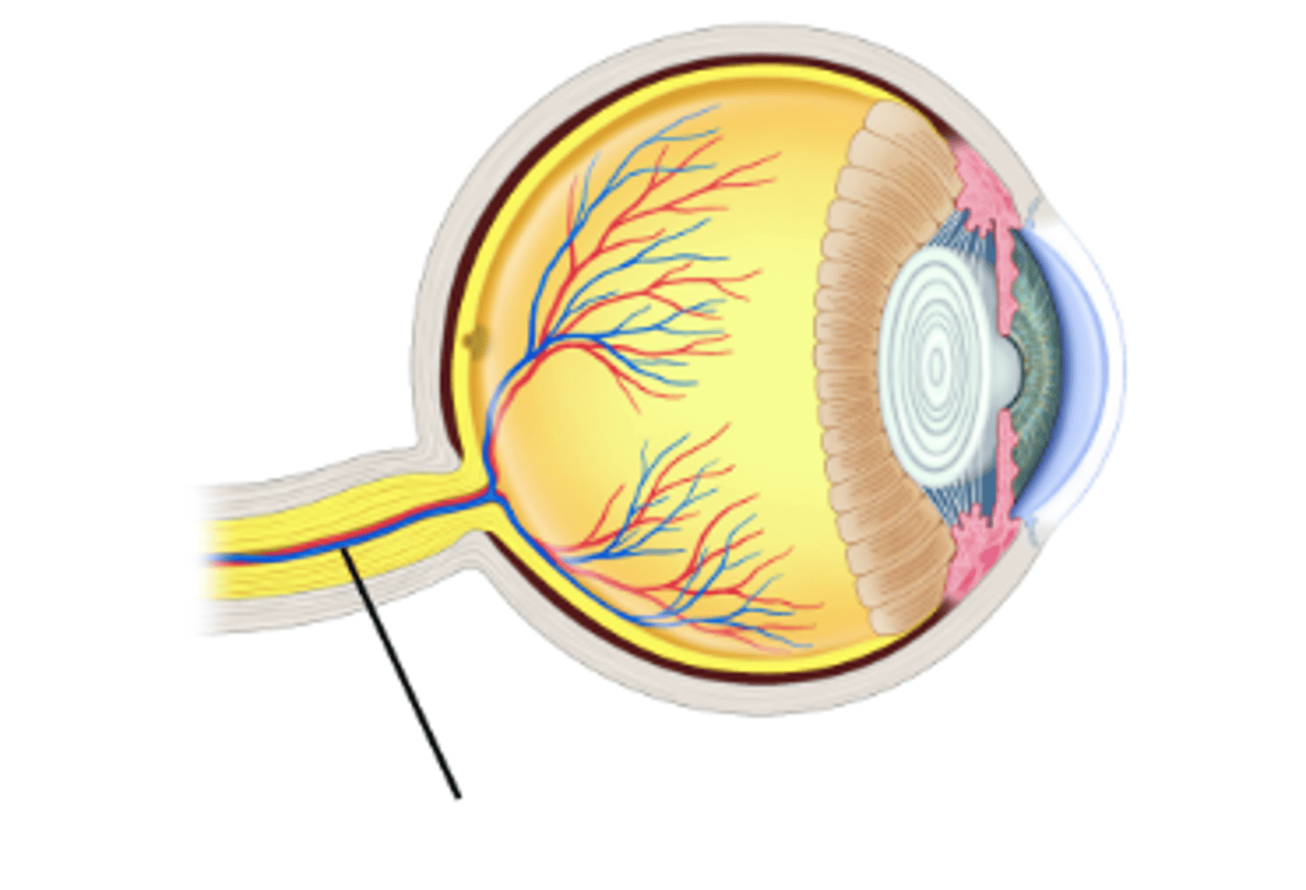 <p>Identify structure. (blue thing)</p>