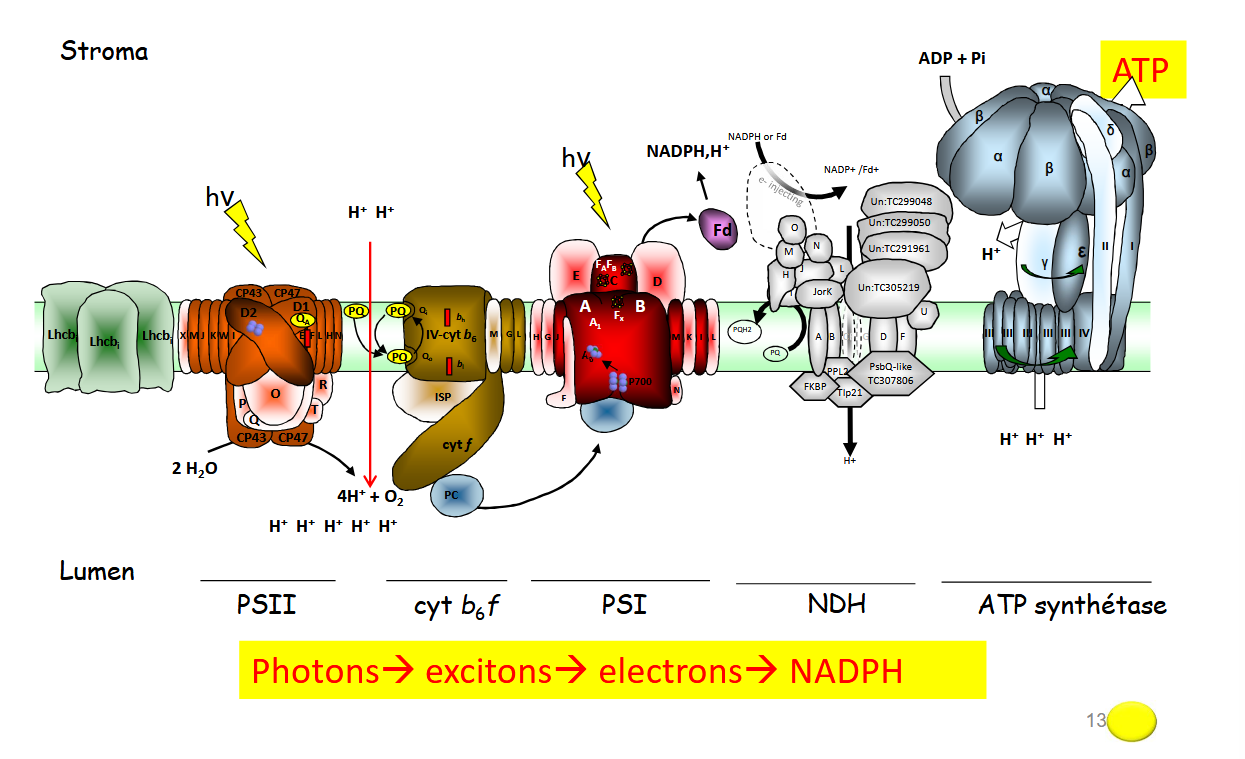 <p>Lorsqu'un photon est absorbé par les pigments chlorophylliens, son énergie est transférée à un électron. Cela permet de l'exciter, c'est-à-dire de le faire passer à un état de plus haute énergie.</p><p></p><ul><li><p>Dans le Photosystème II (PSII), les photons frappent les molécules de chlorophylle, provoquant l'excitation des électrons.</p></li><li><p>Ces électrons sont ensuite transmis le long de la chaîne de transport d'électrons (cytochrome b6f, plastocyanine, etc.).</p></li><li><p>L'énergie fournie par les photons permet l'oxydation de l'eau (photolyse), libérant de l'oxygène (O₂), des protons (H⁺) et des électrons (e⁻).</p></li><li><p>Les électrons excités sont finalement utilisés pour réduire le NADP⁺ en NADPH au niveau du Photosystème I (PSI).</p></li></ul><p></p>