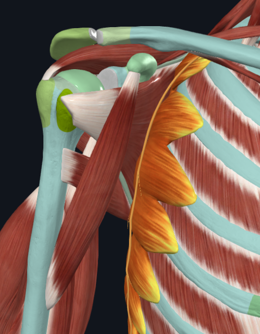 <p>What muscle is this</p>