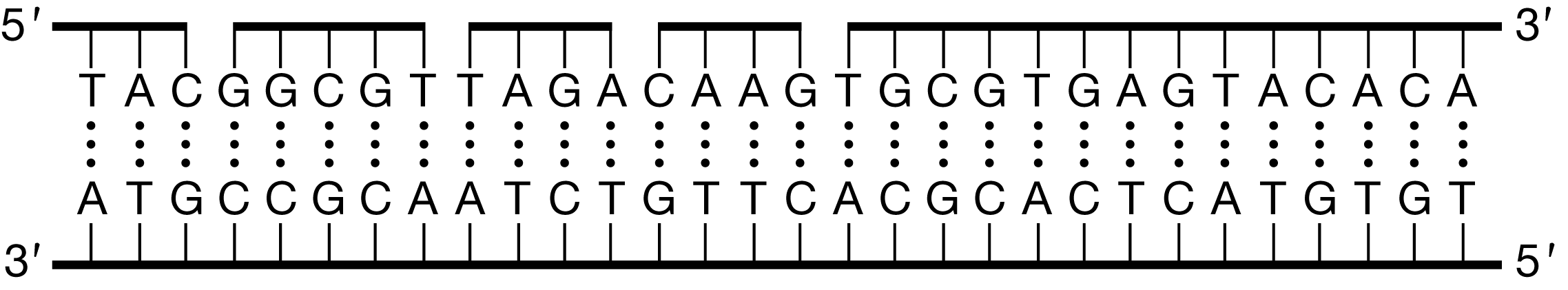 <p><span>A scientist adds a chemical to a culture of dividing cells in order to disrupt DNA replication. The replicated DNA produced by the cells is double-stranded, but sections of it lack covalent bonds between adjacent nucleotides (Figure 1).</span>Figure 1. Replicated <span>DNA</span> produced after a chemical is introduced.—Which of the following claims is best supported by the data?</p><p>Responses</p><p>A) The chemical prevents the formation of <span>RNA</span> primers.</p><p>B) The chemical inhibits <span>DNA</span> ligase.</p><p>C) The chemical blocks <span>DNA</span> polymerase.</p><p>D) The chemical disrupts hydrogen bonding.</p>