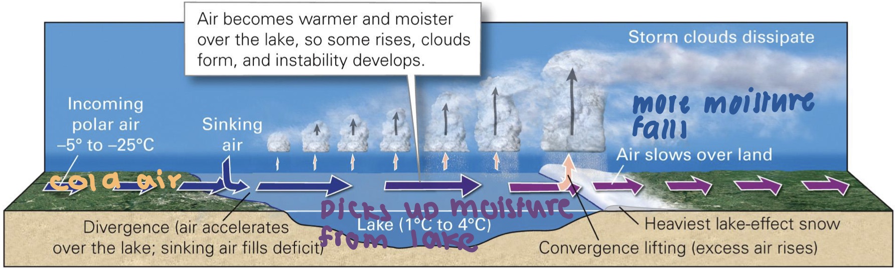 <ul><li><p>the great lakes retain the moisture late into the yr which adds moisture to passing cold air</p><ul><li><p>land cools faster than water</p></li></ul></li><li><p>clouds form and precipitate snow on downside shores</p></li><li><p>common in late Nov and early Jan</p></li><li><p>Impact zone is ~50 –80 km from shore</p></li><li><p>they dev after a mid-latitude cyclone’s cold front has passed</p></li><li><p>high snow removal costs r common</p></li></ul>