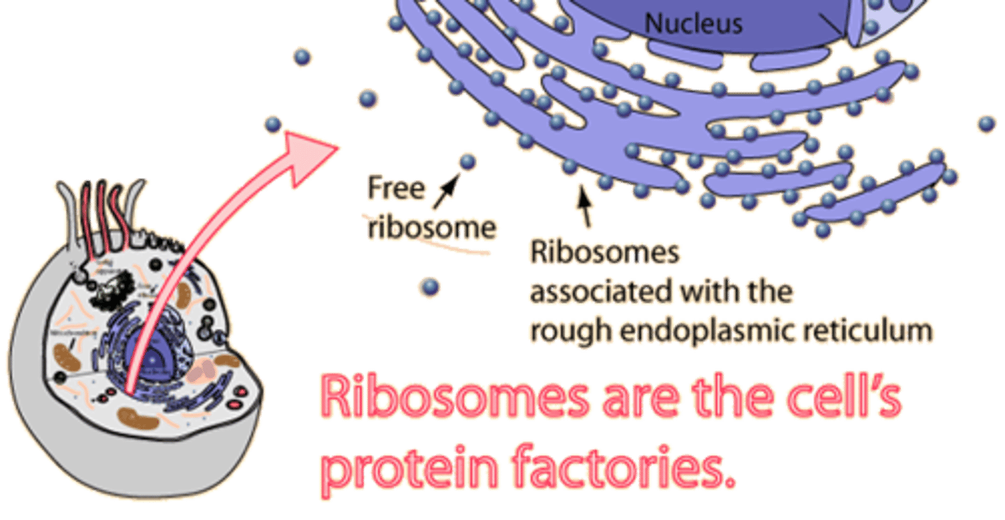 <p>a complex of rRNA and protein molecules that functions as a site of protein synthesis in the cytoplasm; consists of a large and a small subunit. In eukaryotic cells, each subunit is assembled in the nucleolus; see also nucleolus</p>