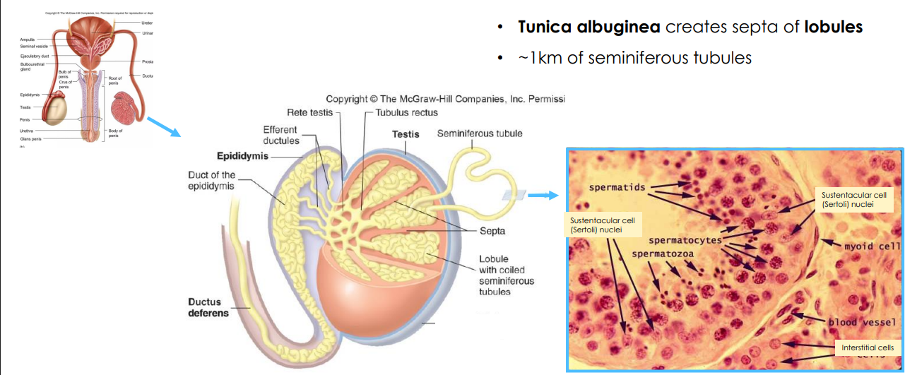 <p>Tunica Albuginea</p>