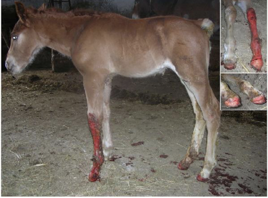 <p>Autosomal recessive blistering disease (Type 1 in Drafts, Type 2 in Saddlebreds). Causes skin and mucosal ulcers, dental enamel defects, and hoof sloughing soon after birth. No treatment; euthanasia often necessary</p>