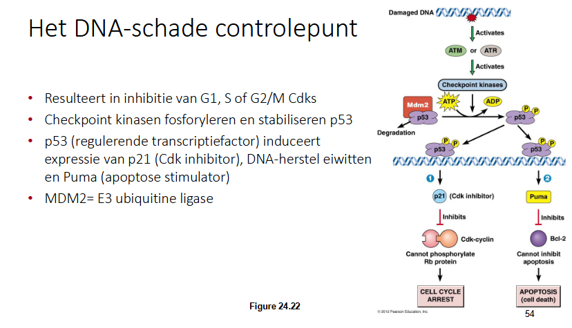<p>Resulteert in inhibitie van G1, S of G2/M Cdks</p><ul><li><p>Door DNA schade wordne eiwitkinasen ATR en ATM gefosforyleerd (geactiveerd)</p></li><li><p>Die activeren andere kinasen door fosforylering (checkpoint kinasen)</p></li><li><p>checkpointkinasen zullen p53 fosforyleren</p></li><li><p>Wanneer p53 niet gefosforyleerd is heeft het Mdm2 gebonden; wat een E3 ubiquitine ligase is en er dus voor zorg dat p53 afgebroken wordt door proteasoom</p></li><li><p>Als p53 gefosforyleerd wordt, wordt het gestabiliseerd door de fosforylering en zal Mdm2 dissociëren</p></li><li><p>p53 bindt op DNA regulerende transcriptiefactoren</p></li><li><p>2 opties</p><ul><li><p>p53 induceert de expressie van p21 (Cdk inhibitor is)</p><ul><li><p>Cdk cycline wordt geïnhibeerd waardoor het retinoblastoma niet kan fosforyleren en zo krijg je een cell cycle arrest</p></li></ul></li><li><p>p53 zorgt voor exressie van Puma</p><ul><li><p>Puma inhibeert Bcl2</p></li><li><p>Bcl zou normaal de apaptose inhiberen, maar omdat Puma Bcl2 inhibeert kan dat niet en gaat de cel in apoptose.</p></li></ul></li></ul></li></ul><p></p>
