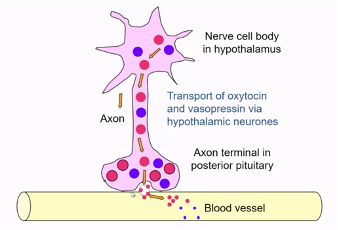 <ul><li><p><span>Following stimulation hormone is released in blood vessels to be distributed around the body</span></p></li></ul><p></p>