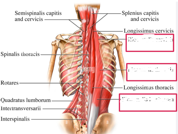 <p>What are the names of these muscles from top to bottom?</p>