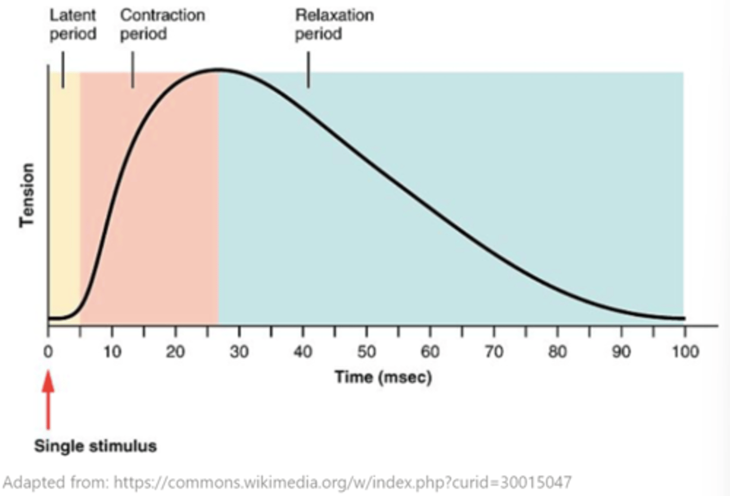 <p>latent; contraction; relaxation</p>