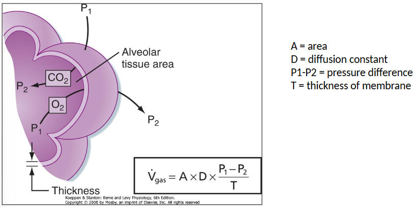 <ul><li><p>There is a capillary there but no shown in diagram</p></li><li><p>A = Area</p><p>D = Diffusion constant<br>P1-P2 = pressure difference<br>T = thickness of membrane</p></li></ul><p></p>
