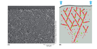 <p>suppose that actin molecules in a cultured cell have been labeled so that 1 in every 10k actin molecules has a fluorescent label</p><p>how would a fluorescent molecule appear @ leading edge? a dot or a line?</p><p>what would the fluorescent look like as the cell moves? would it move with the cell?</p>