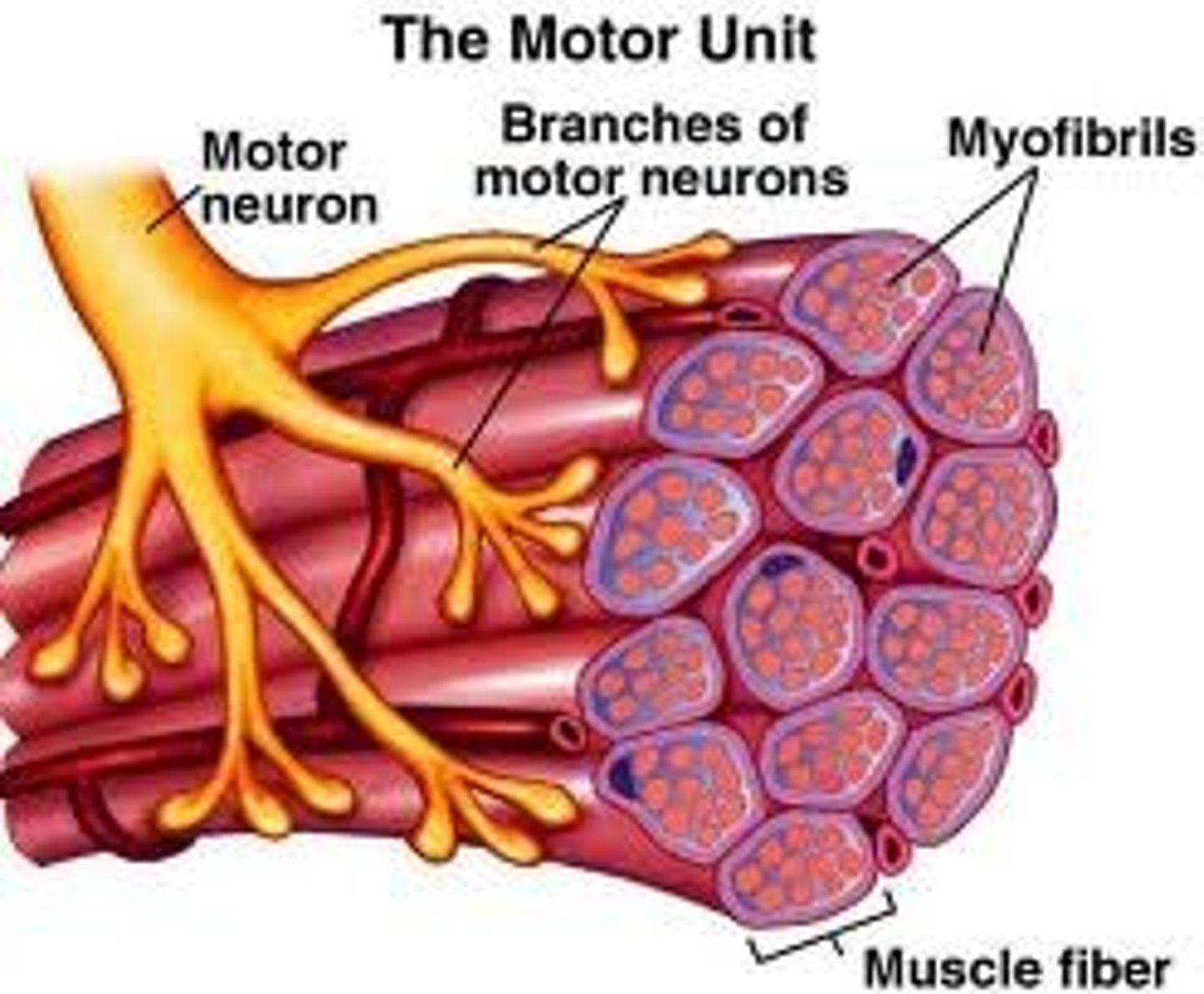 <p>motor neuron and all the muscle fibers it innervates</p>