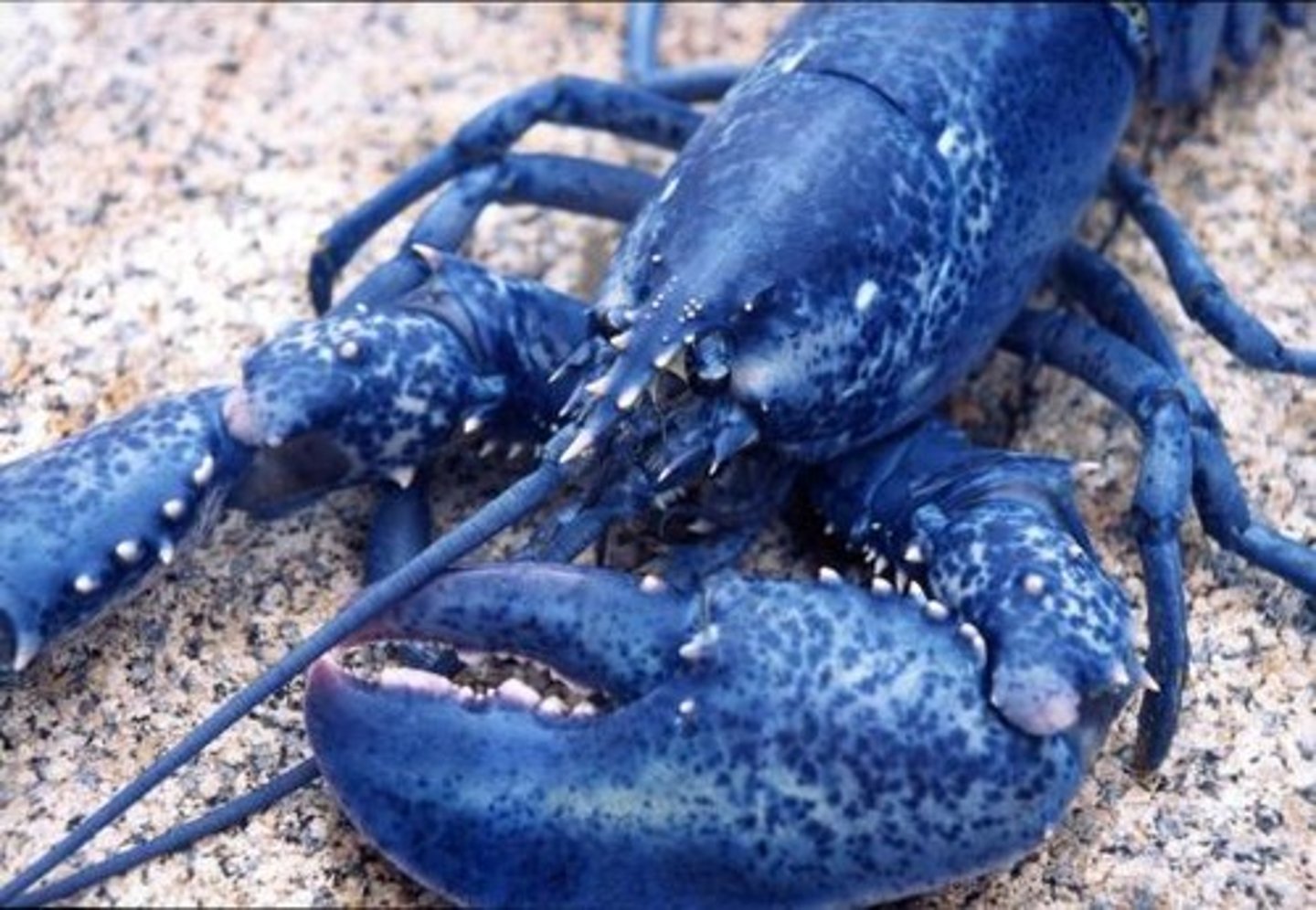 <p>subphyla that includes lobsters, crabs, isopods, krills, etc.</p><p>- mainly marine</p><p>- have 2 antennae pairs</p><p>- breathe w/ gills</p>