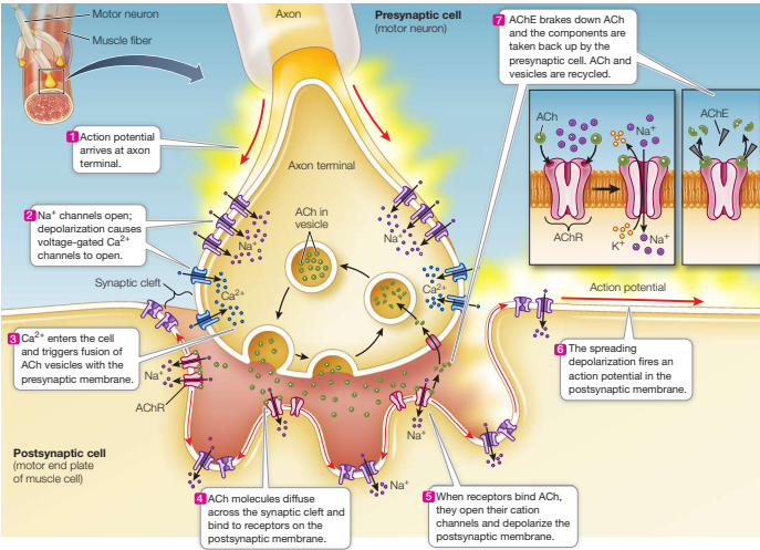 <ol><li><p>Action potential arrives at axon terminal and depolarises the membrane as Na+ channels open</p></li><li><p>depolarization causes voltage-gated Ca2+ channels to open and Ca2+ enters the cell</p></li><li><p>This triggers fusion of vesicles with the presynaptic membrane and the subsequent release of neurotransmitters into the synaptic cleft</p></li><li><p>Neurotransmitters diffuse across the synaptic cleft and bind to receptors on the postsynaptic membrane.</p></li><li><p>Binding of neurotransmitters to receptors may have an excitatory or inhibitory effect on the initiation of an action potential in the postsynaptic cell</p></li><li><p>After binding, neurotransmitters either diffuse away, be degraded or get recycled by reuptake proteins from the presynaptic cell</p></li></ol><p></p>