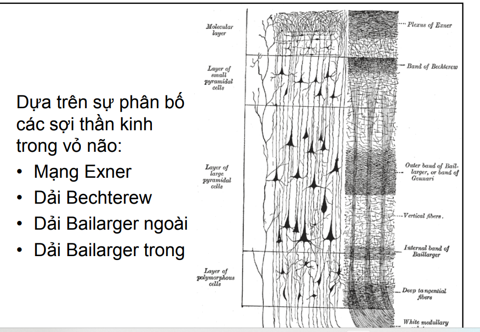 <p>Mạng exner:nằm trong lớp phân tử</p><p>Dải bechterew: nằm giữa lớp hạt ngoài và lớp tháp ngoài</p><p>Dải Bailarger ngoài: nằm trong lớp hạt trong</p><p>Dải Bailarger trong: nằm trong lớp tháp trong</p>