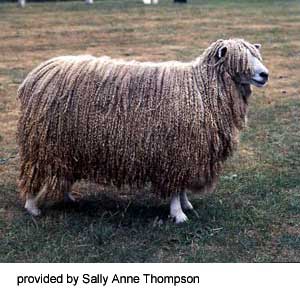 <p>long heavy fleece. dense and long and hangs freely. tall breeds. originated in england in 1700s, but declined in usage over the years in favor of other fine wool breeds. reestablished in 1990 through importing sheep from australia. listed as endangered livestock breed. easy to raise and handle. do not respond well to herding dogs and often the entire flock turn against the dog.</p>