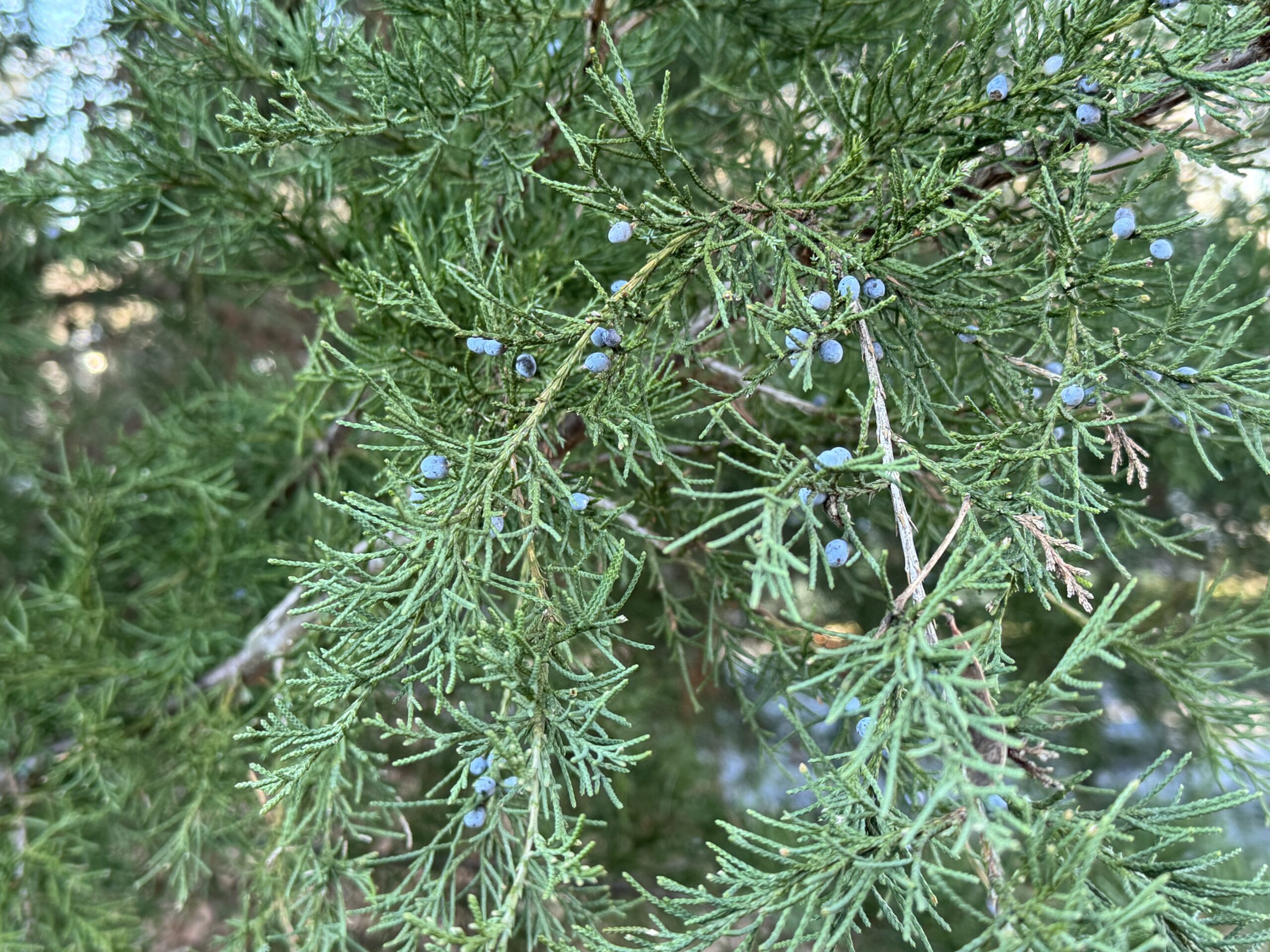 <p>Conifer, adult leaves made of branchlets with imbricate scales, young leaves pointy and needle-like,&nbsp;female cones are blue and berry-like, male cones are tiny and yellowish, strippy fibrous bark even on smaller branches&nbsp;</p>