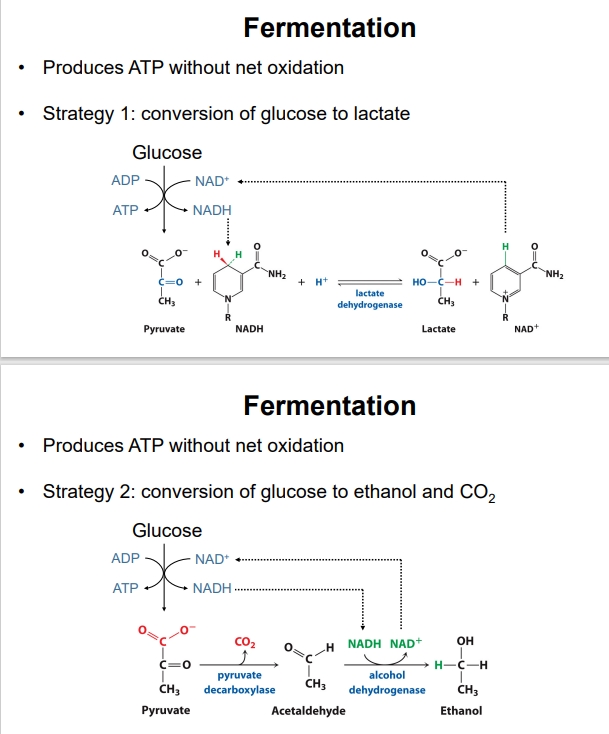 <ul><li><p>Process generating ATP without net oxidation of carbon, used under anaerobic conditions or by organisms lacking a complete electron transport chain. Its primary role is to regenerate NAD+ for glycolysis to continue</p></li><li><p><strong>Lactic Acid Fermentation</strong> (in muscles, red blood cells):</p><ul><li><p> Pyruvate converted to lactate by lactate dehydrogenase, regenerating NAD+ from NADH to sustain glycolysis. </p></li><li><p>Occurs during intense exercise when oxygen supply is limited.</p></li></ul></li><li><p><strong>Alcoholic Fermentation</strong> (in yeast):</p><ul><li><p> Pyruvate converted to acetaldehyde (by pyruvate decarboxylase) and then to ethanol and CO2 (by alcohol dehydrogenase), also regenerating NAD+. </p></li><li><p>Used in baking and brewing.</p></li></ul></li></ul><p></p>