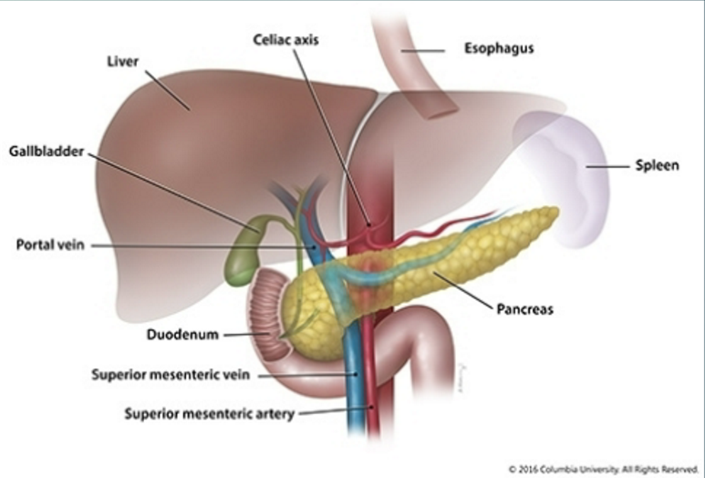 <p>in pancreas, adjacent to the small intestine </p>