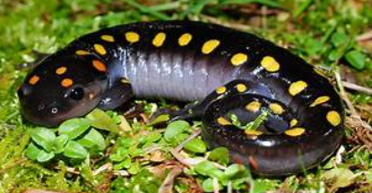 <p>Ambystoma maculatum</p>