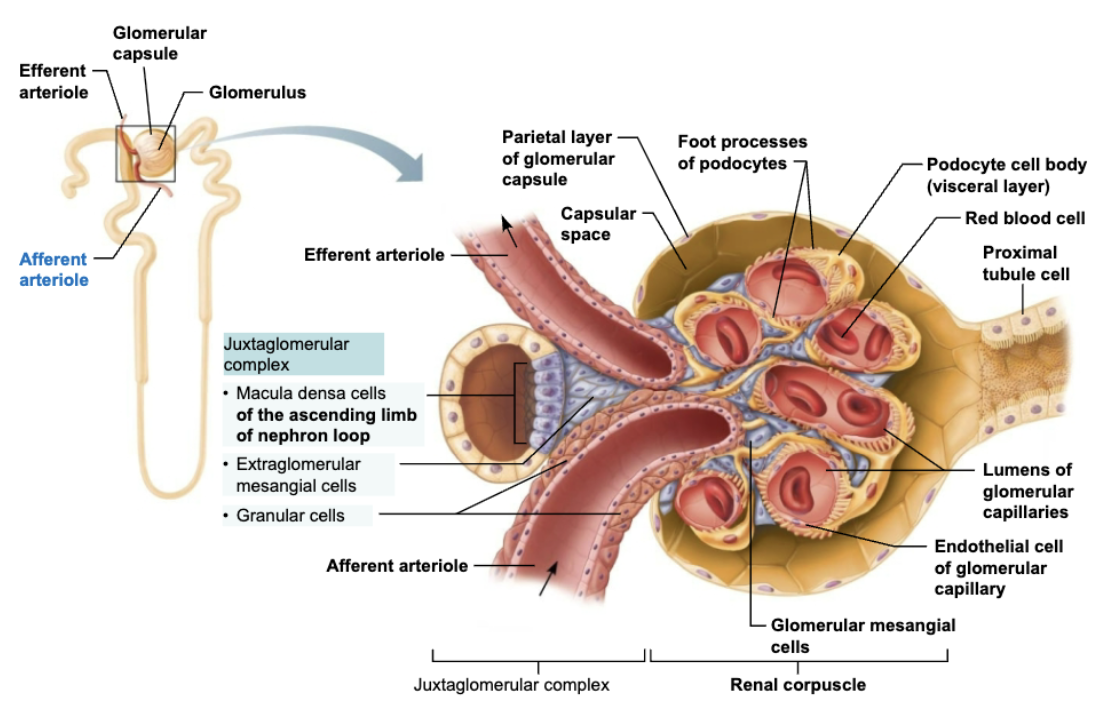 <p><span style="color: purple;"><strong><mark data-color="purple" style="background-color: purple; color: inherit;">Juxtaglomerular Complex</mark></strong></span></p><p><span style="color: blue;"><strong>STRUCTURE </strong></span></p><ul><li><p>Closely packed cells of ascending limb </p></li></ul><p><span style="color: red;"><strong>FUNCTION</strong></span></p><ol><li><p>Contain <strong>chemoreceptors</strong> that sense NaCl content of <span style="color: purple;"><strong>filtrate</strong></span></p></li></ol><p></p>