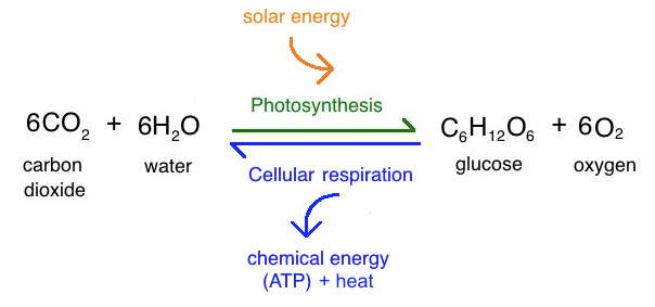 <p>glucose + oxygen - carbon dioxide + water&nbsp;&nbsp;</p>
