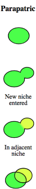 <p>when a population enteres a new niche without being isolated from the rest of the species</p>