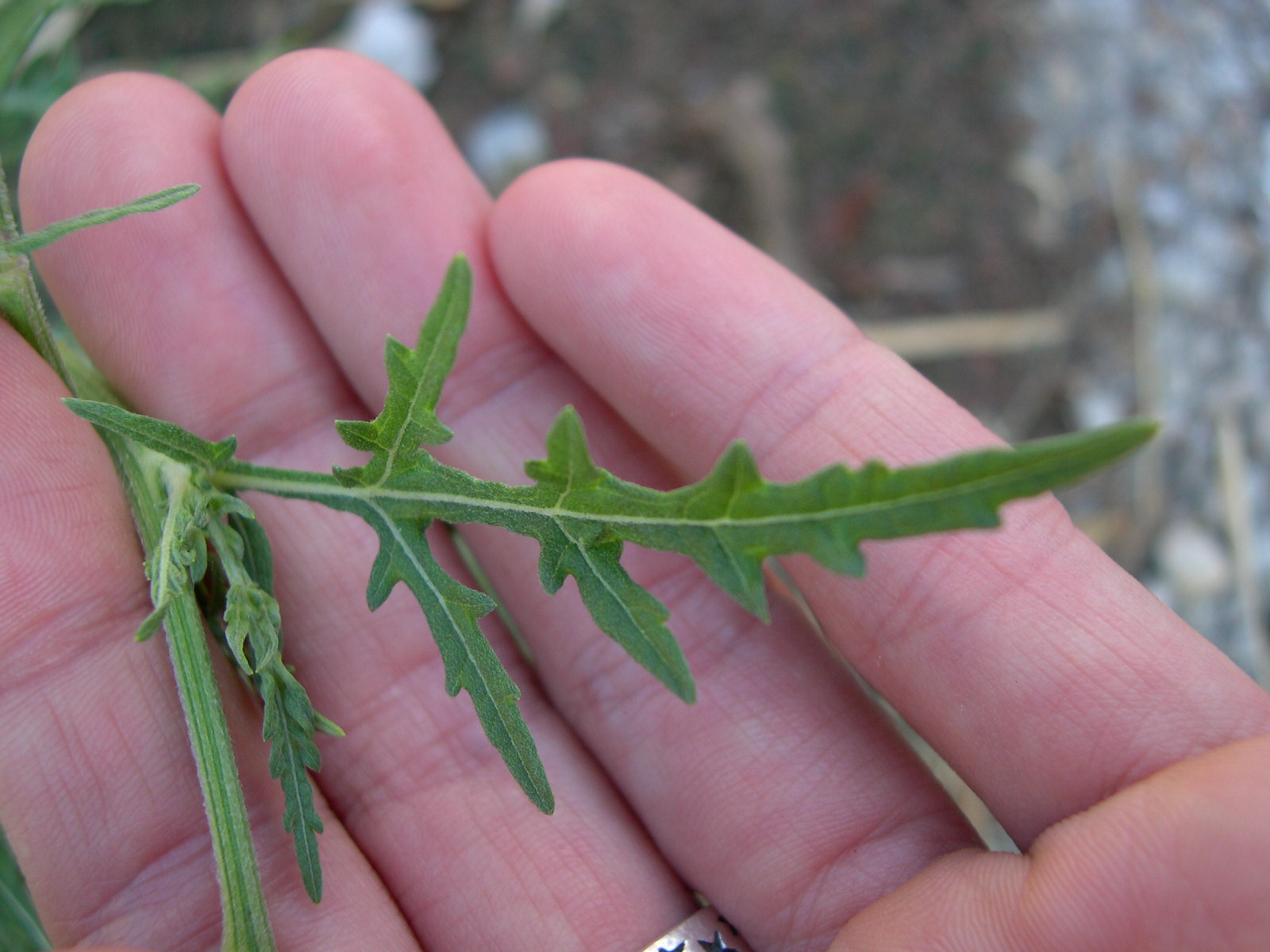 <p>False Ragweed&nbsp;</p>