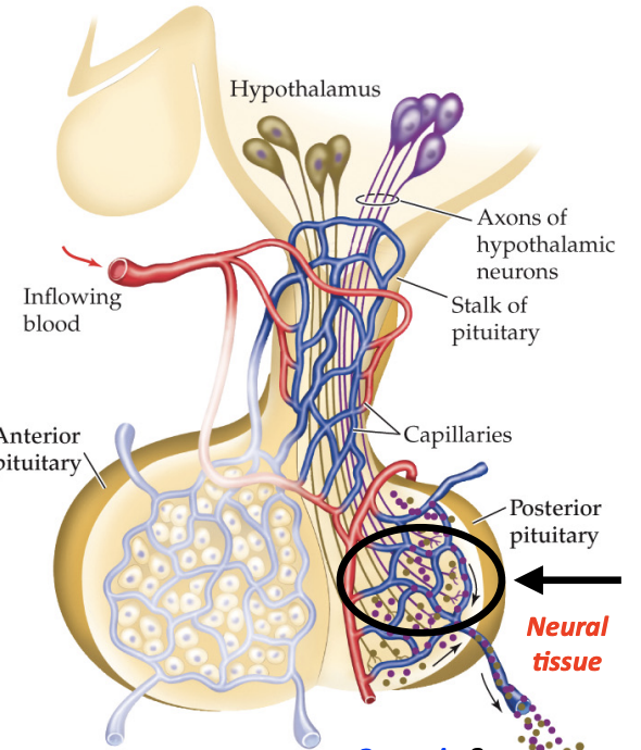 <ul><li><p>Stores and releases hormones made in the hypothalamus</p></li><li><p>Neural tissue</p></li><li><p>Connected by nerve fibers that extend from the hypothalamus</p></li><li><p>Oxytocin and vasopressin</p></li></ul><p></p>