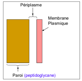 <p><span style="font-family: ArialMT">couche épaisse et homogène de peptidoglycane (réseau de sucres et d’acides aminés)</span></p>