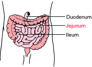 <p>Absorbs carbs, proteins, fats, and vitamins from chyme</p><p>Has muscular contractions</p><p>Where the most absorption happens in the digestive system</p>