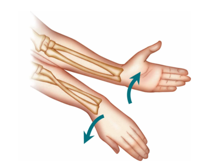 <p>Pronation vs Supination</p>